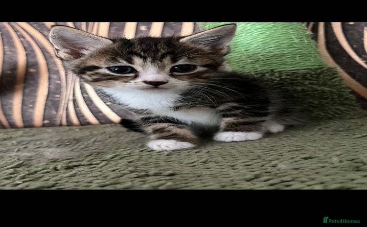 Mixed Breed cats - Advert 8