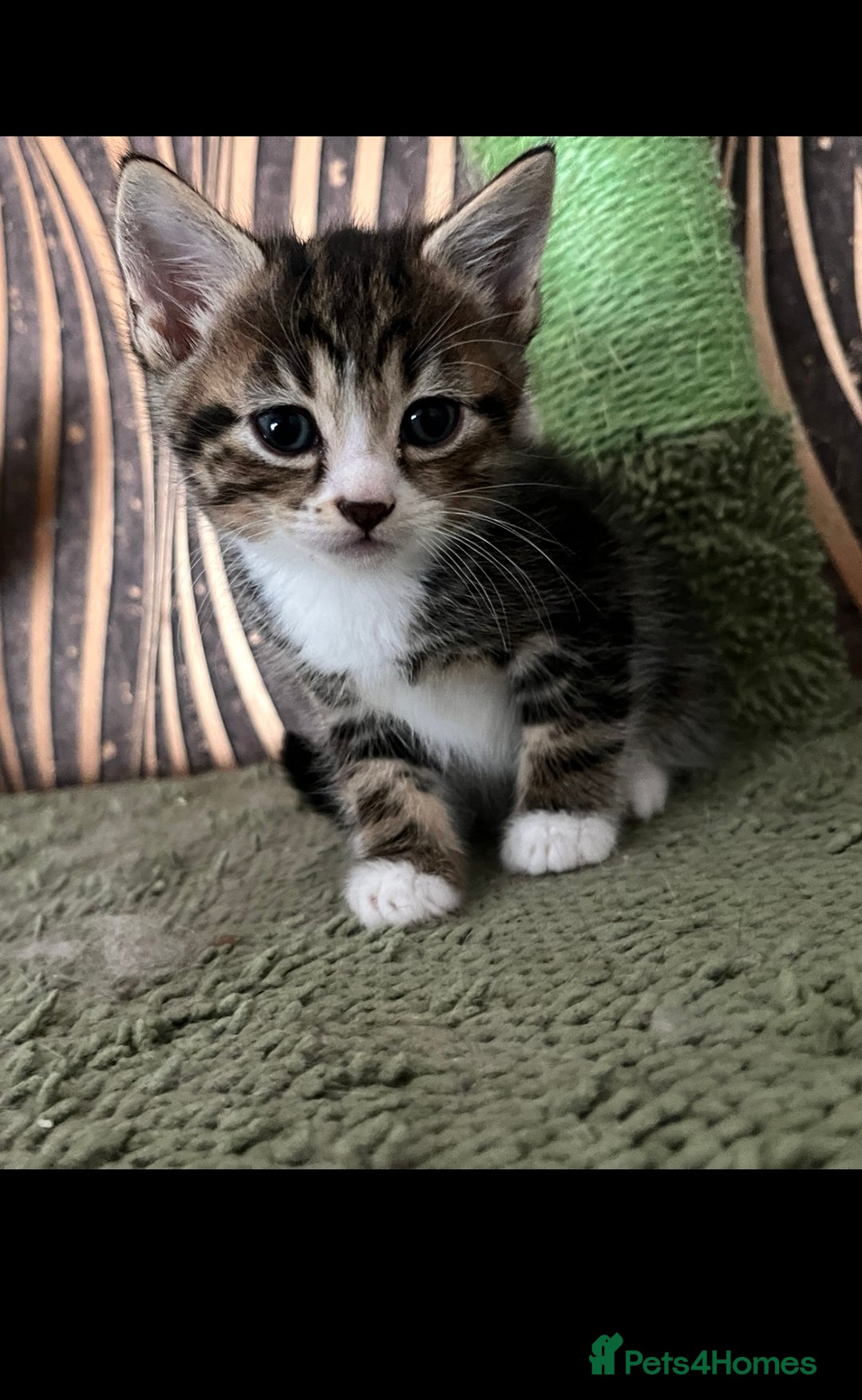 Mixed Breed cats for sale: Mixed breed- Norwegian Forest Cat  - Image 6