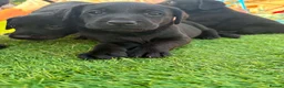 Labrador Retriever dogs for sale: Beautiful Chunky Labrador Puppies in Caernarfon - Advert 10