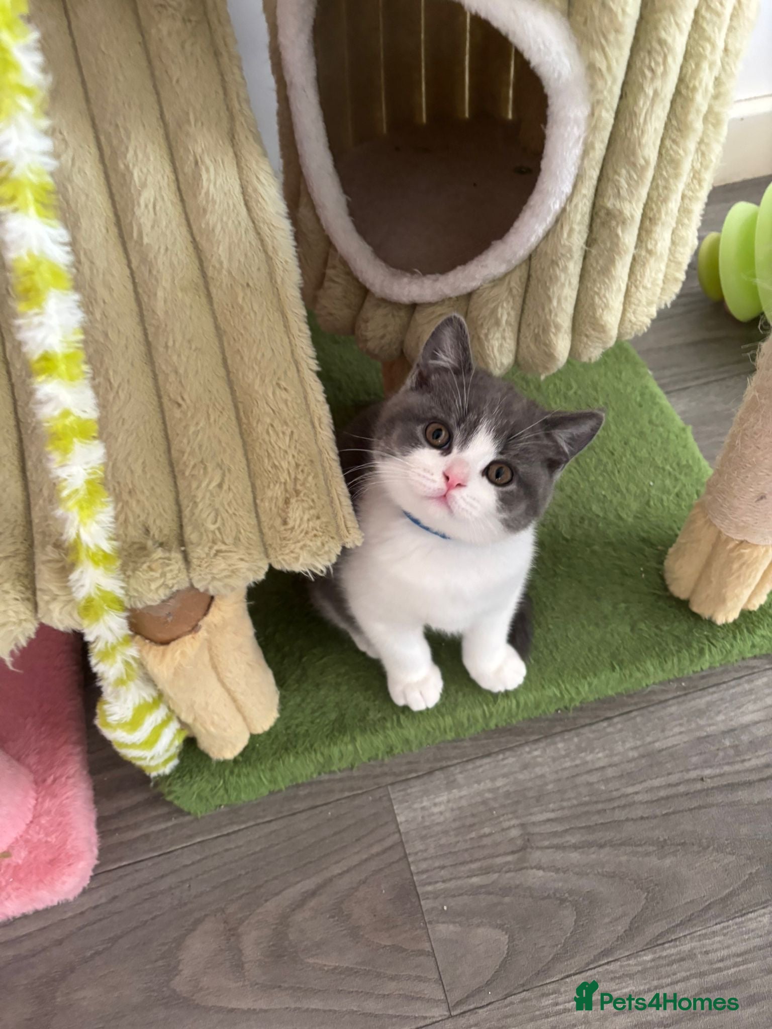 British Shorthair cats 🧸3 Remaining Chunky British Shorthair Kittens🧸 - Advert 7