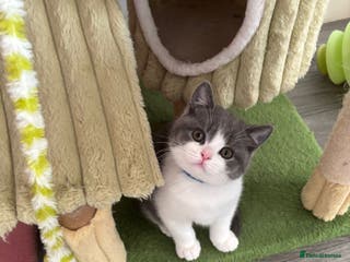 British Shorthair cats 🧸3 Remaining Chunky British Shorthair Kittens🧸 - Advert 13