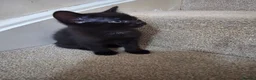 Mixed Breed cats for sale: Black kittens in Nuneaton - Advert 2