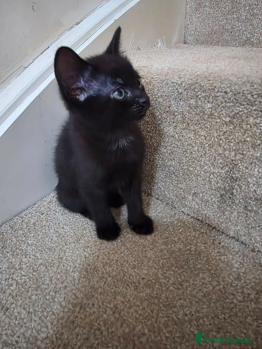 Mixed Breed cats for sale: Black kittens in Nuneaton - Advert 2