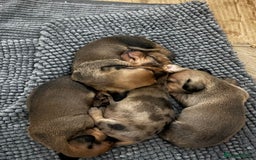 Miniature Dachshund dogs for sale: Kc true miniature dachshunds puppies - Image 5