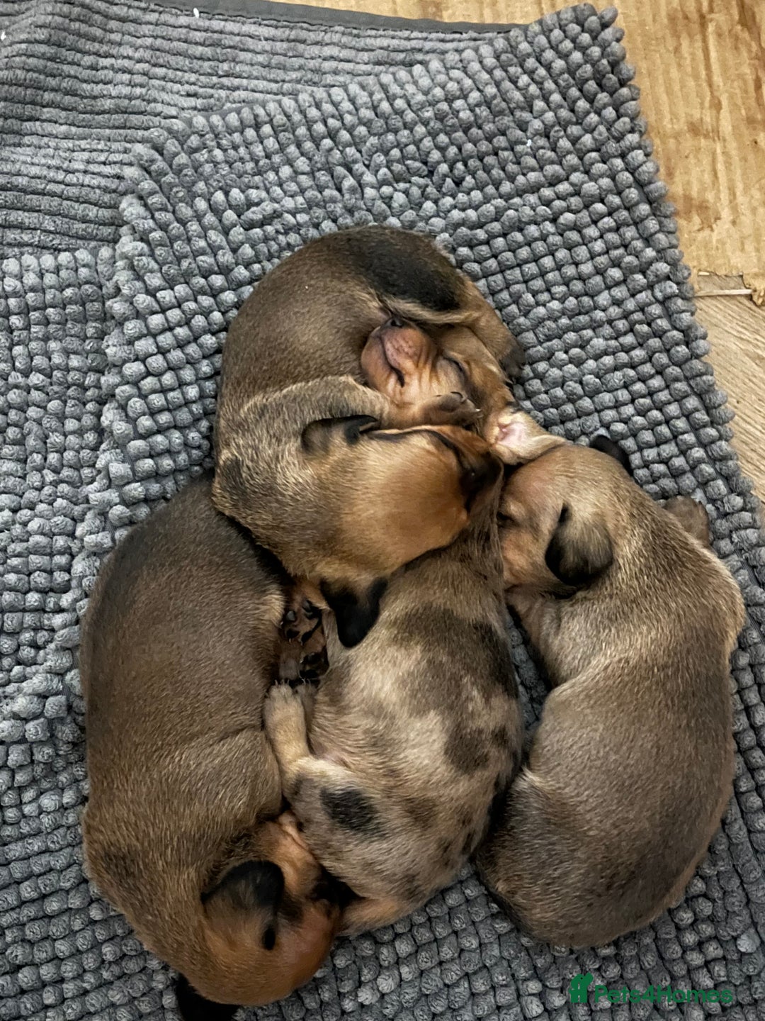 Miniature Dachshund dogs for sale: Kc true miniature dachshunds puppies - Image 5