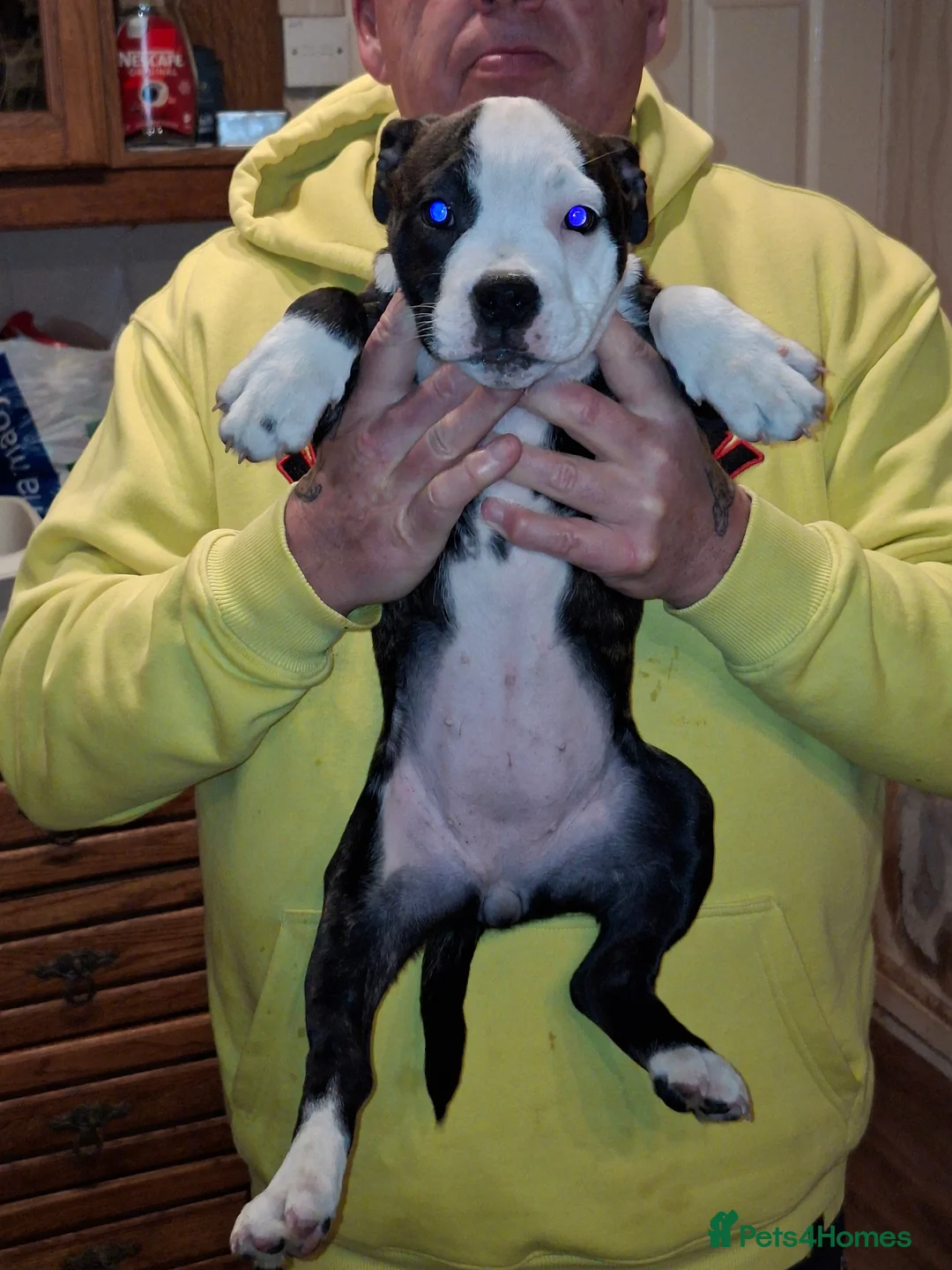 Mixed Breed dogs for sale: Big beautiful Bull Staffs  - Advert 4