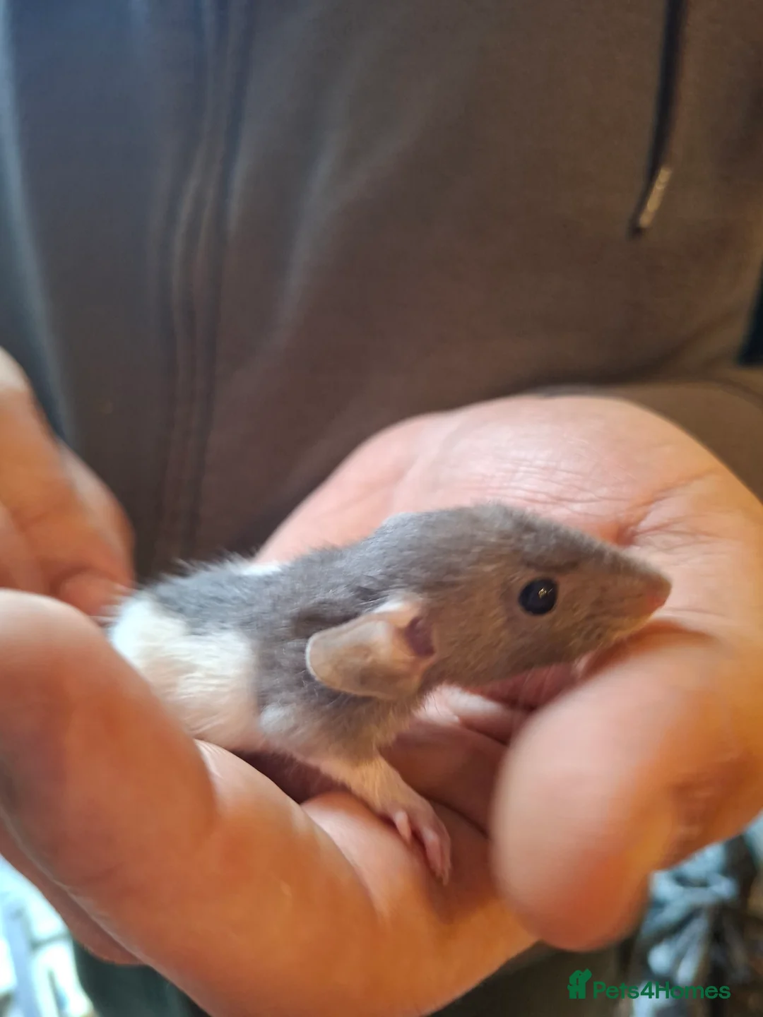 Rat rodents for sale: Hand tame dumbo baby rats - Advert 5