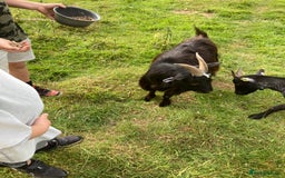 Goats livestock for sale: Gorgeous pigmy goats for sale - Image 13