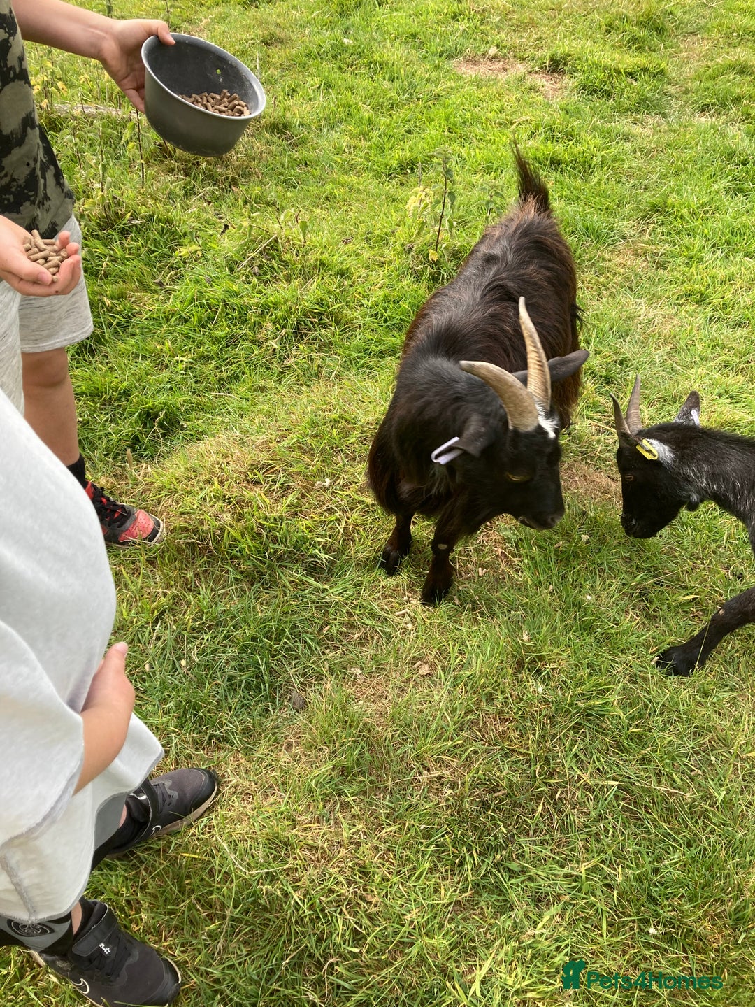 Goats livestock for sale: Gorgeous pigmy goats for sale - Image 13