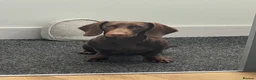 Dachshund dogs for stud: Monty  in Bradford - Advert 10