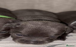 Staffordshire Bull Terrier dogs for sale: 6 beautiful blue Staffordshire bull terriers - Image 8