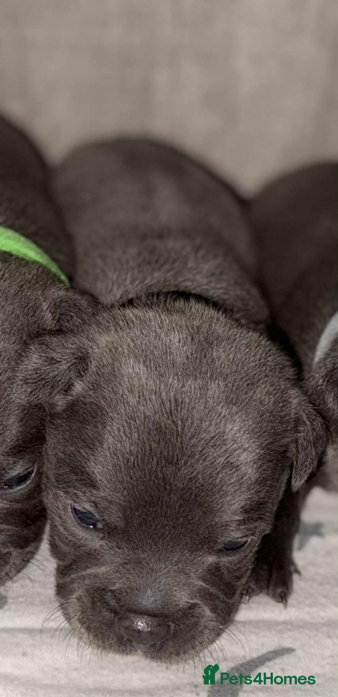 Staffordshire Bull Terrier dogs for sale: 6 beautiful blue Staffordshire bull terriers - Image 8