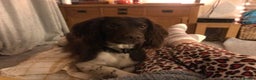 English Springer Spaniel dogs for sale: English springer spaniel puppies  - Advert 4