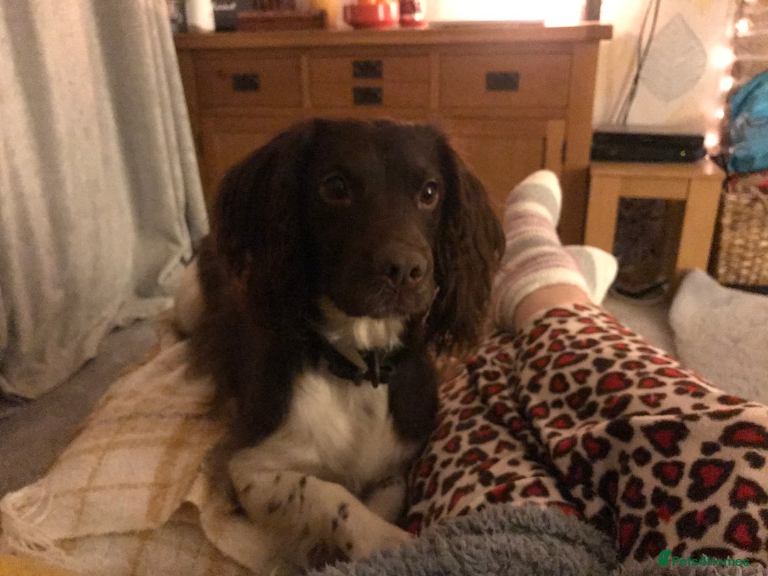 English Springer Spaniel dogs for sale: English springer spaniel puppies  - Advert 4