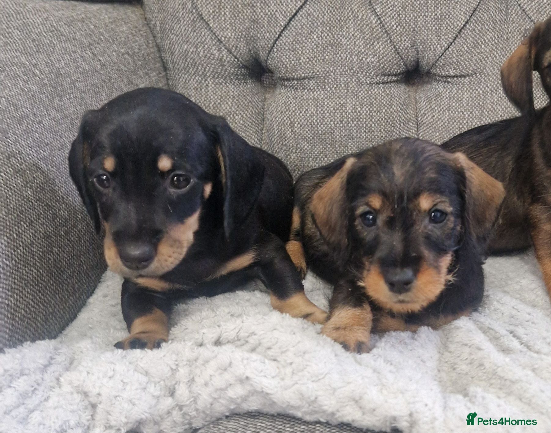 Dachshund dogs Wirehaired daschunds pups - Advert 1