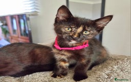 Mixed Breed cats for sale: Norwegian x pixiebob kittens mix available  - Image 30