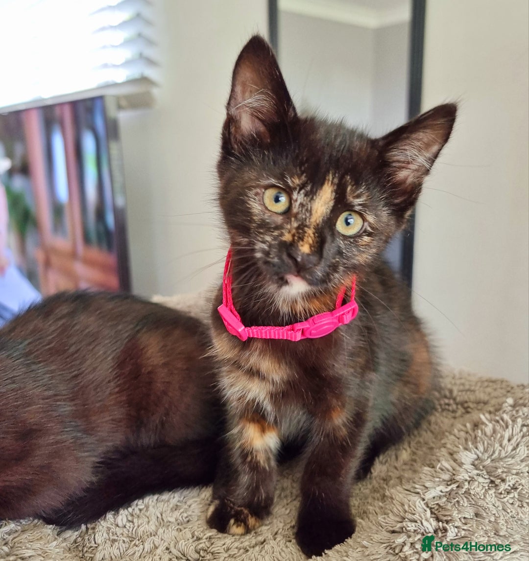 Mixed Breed cats for sale: Norwegian x pixiebob kittens mix available  - Image 30