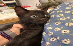 Bengal cats for sale: Mixed Breed Kittens  - Image 17