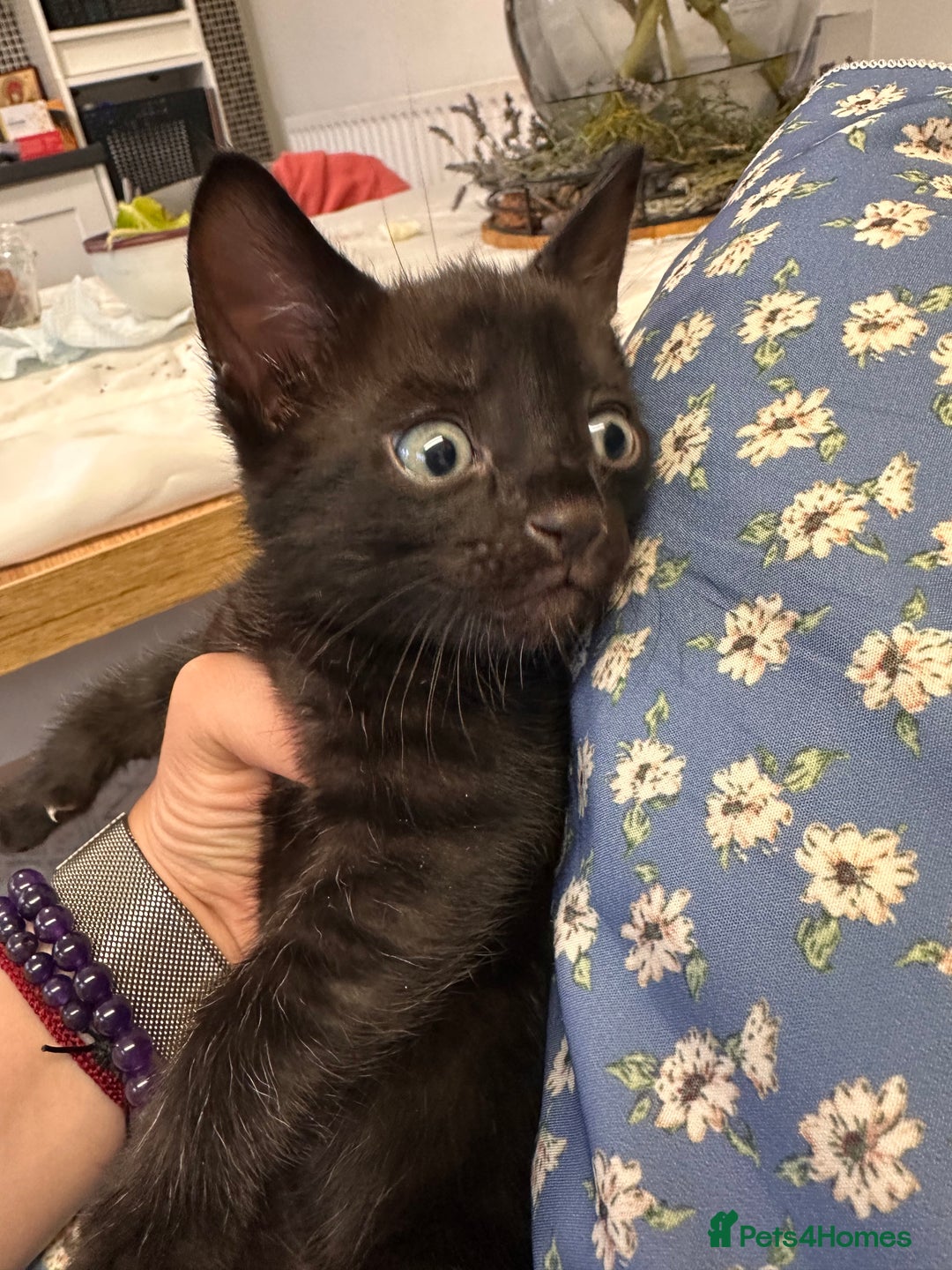 Bengal cats for sale: Mixed Breed Kittens  - Image 17