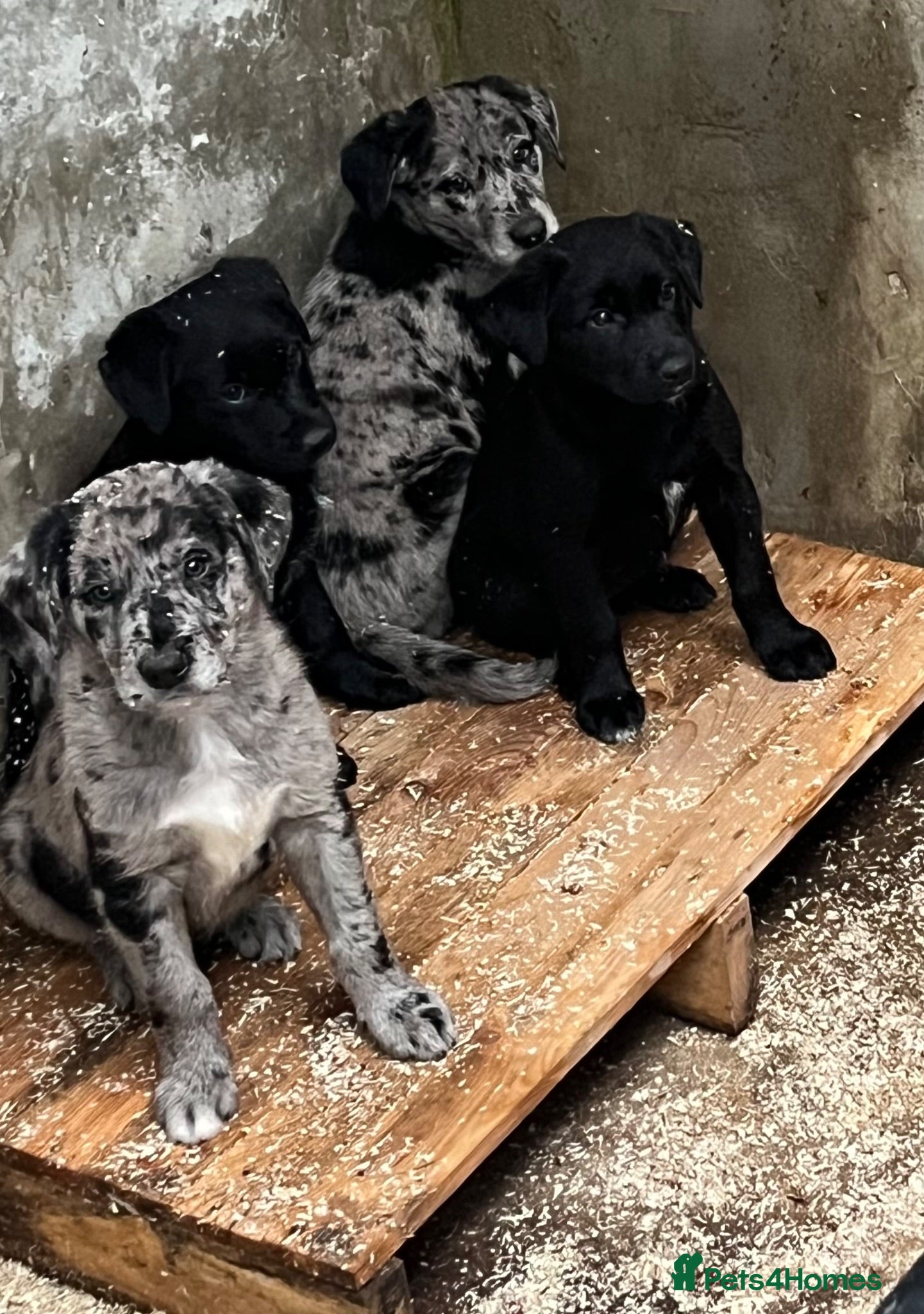 Borador dogs Beautiful Borador blue Merle / black pups - Advert 4