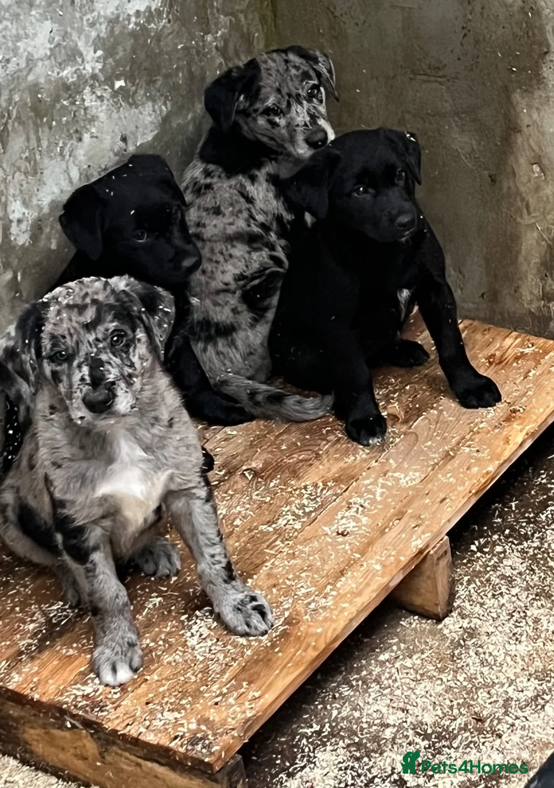 Borador dogs for sale: Beautiful Borador blue Merle / black pups - Advert 1