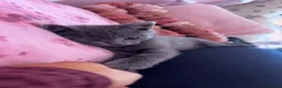 Mixed Breed cats for sale: Beautiful kittens looking for forever home 🐾  - Advert 3