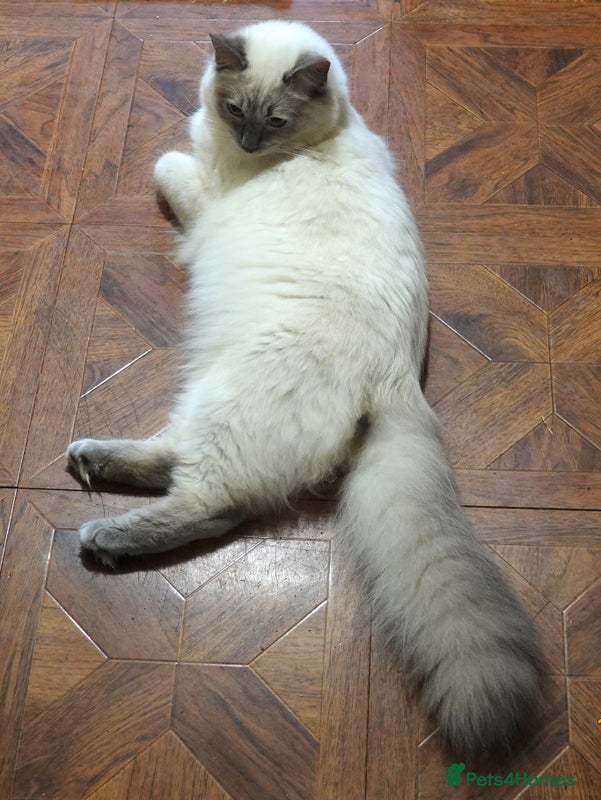 Ragdoll cats Gorgeous GCCF Reg Ragdoll Boy - Advert 2
