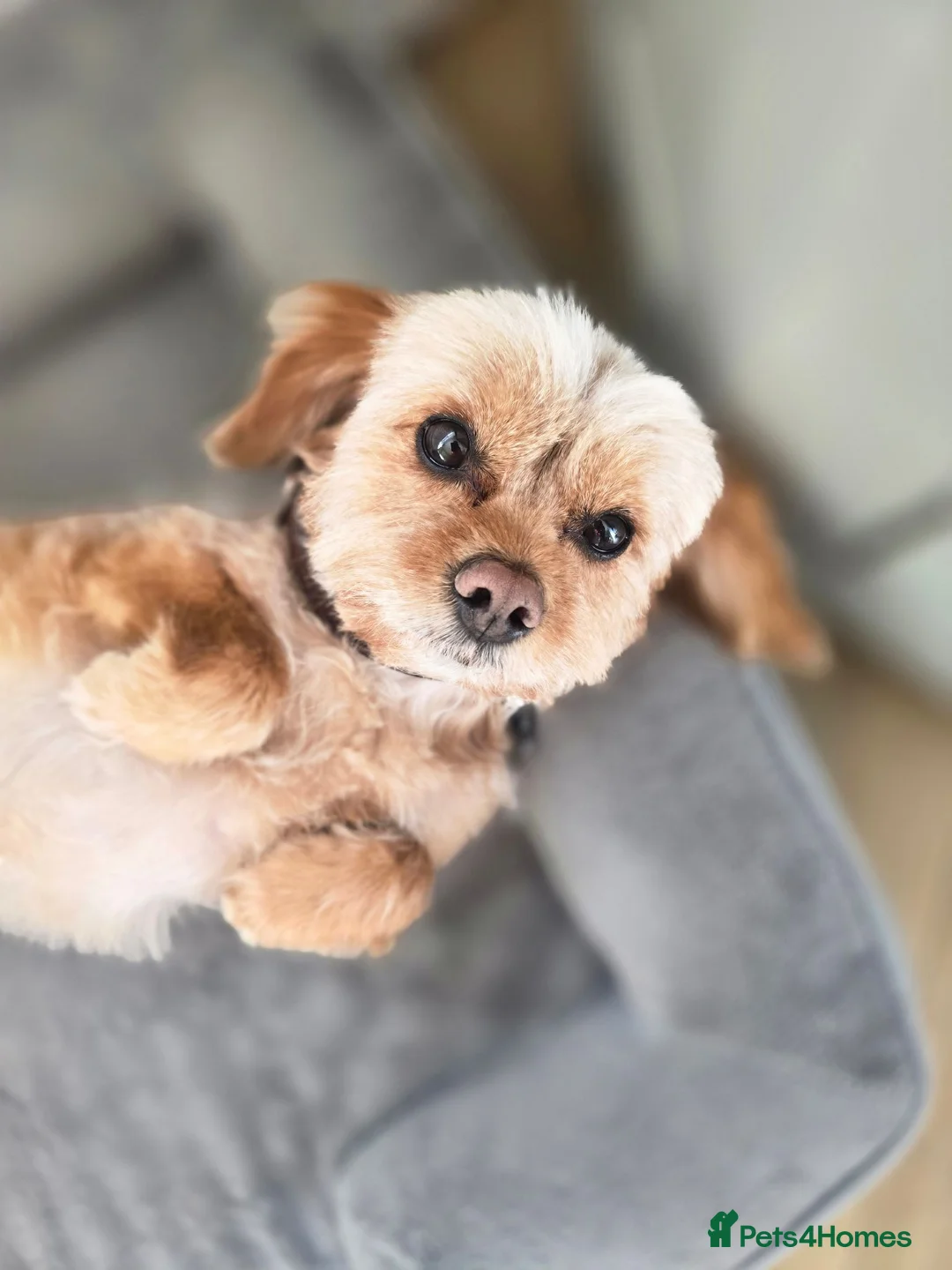 Cavapoo dogs for sale: 🐾 Loving Home Wanted for Stitch- Male Cavapoo 🐾 in Telford - Advert 1