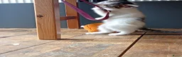 Mixed Breed cats for sale: Kittens Mixed breed (father 1/4 Bengal) - Advert 9