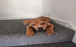 Mixed Breed dogs for sale: Handsome boy need a proper home - Image 1