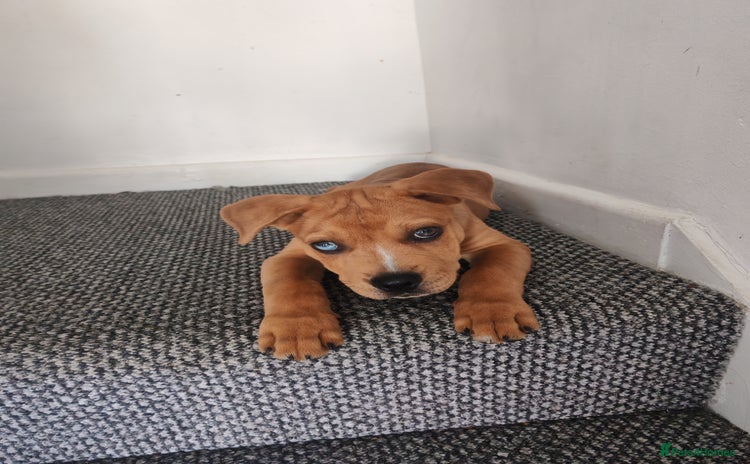 Mixed Breed dogs - Advert 3