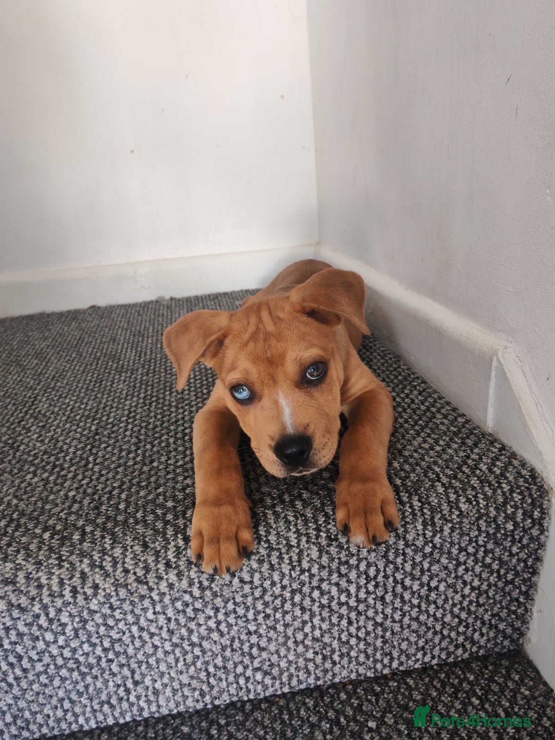 Mixed Breed dogs for sale: Handsome boy need a proper home - Image 1