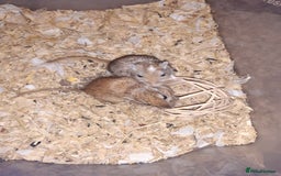 Gerbil rodents for sale: Super friendly gerbils from hobby breeder  - Image 39