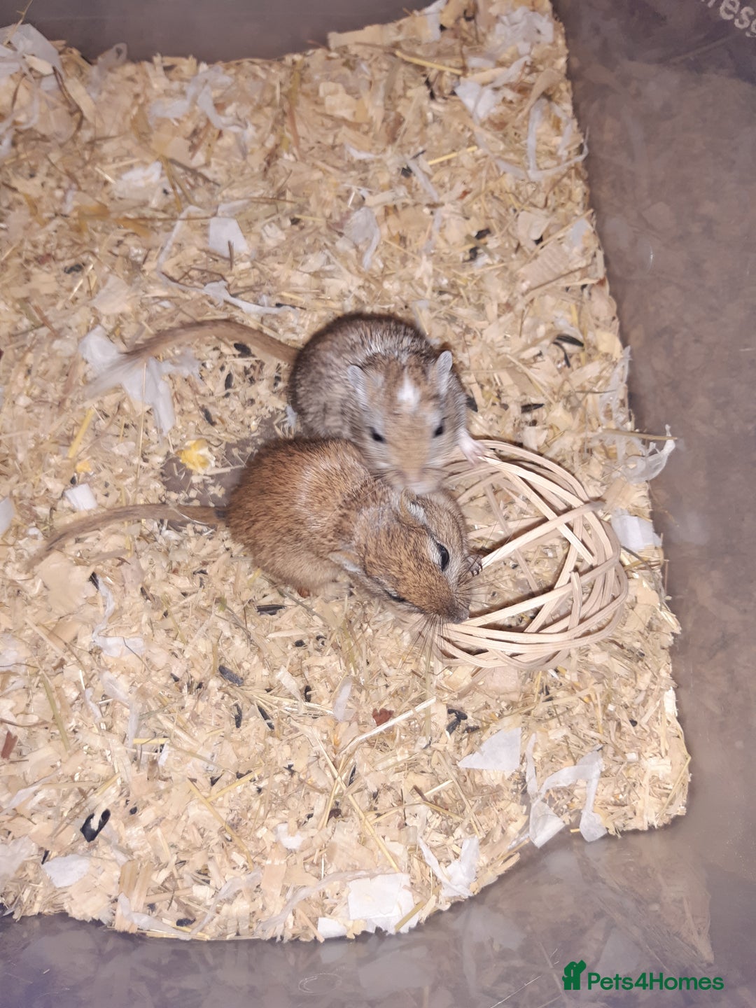 Gerbil rodents for sale: Super friendly gerbils from hobby breeder  - Image 39