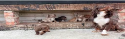 Cocker Spaniel dogs for sale: 🐶 COCKER SPANIEL PUPPIES 🐶 in Bishop Auckland - Advert 15