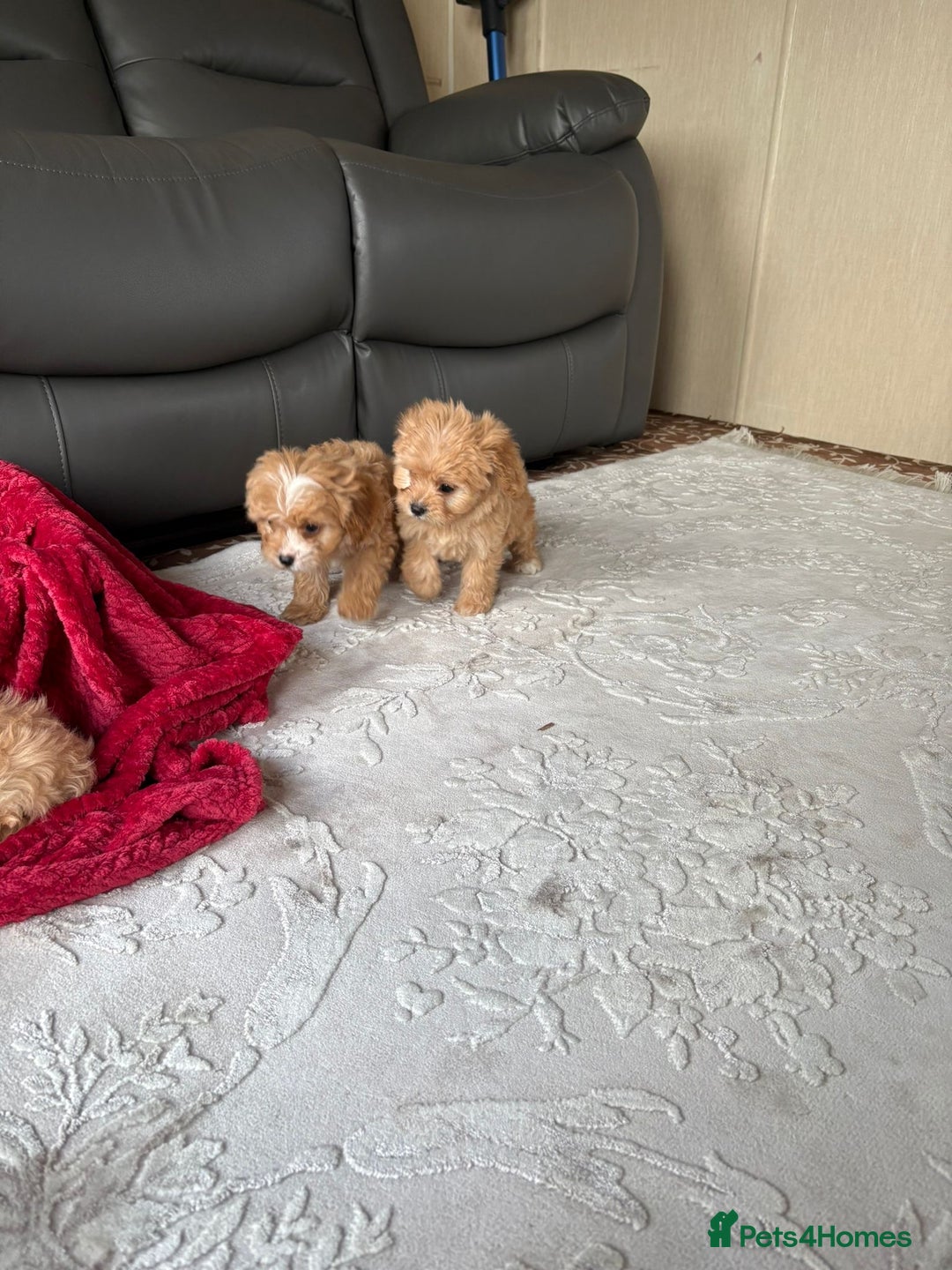 Cavapoo dogs for sale: Beautiful cavapoos ready now - Advert 21