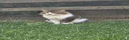 Mixed Breed cats for sale: Lovely male outdoor cat in Ilkeston - Advert 4
