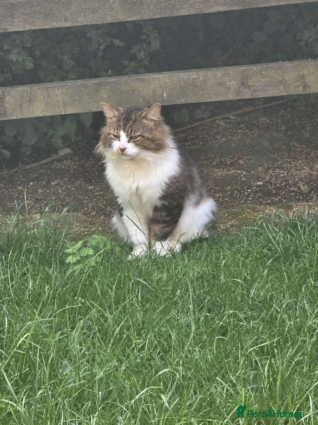 Mixed Breed cats for sale: Lovely male outdoor cat in Ilkeston - Advert 4