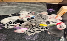 Mixed Breed dogs for sale: beautiful Bull/Greyhound puppies  - Image 4