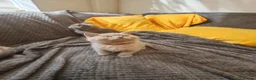 British Shorthair cats for sale: British shorthair kittens  - Advert 4