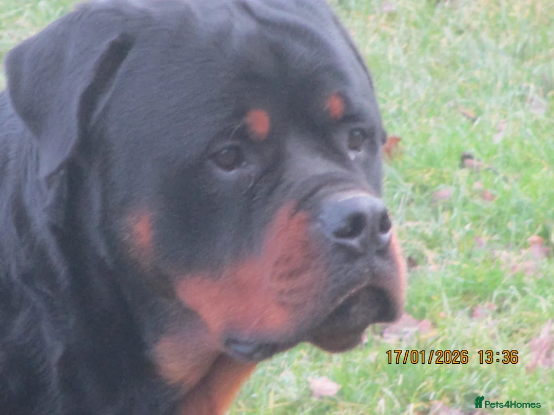 Rottweiler dogs for sale: kc reg young male - Advert 2