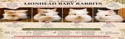Lionhead rabbits for sale: Beautiful Lionhead Baby Rabbits❤️ in Newark - Advert 1