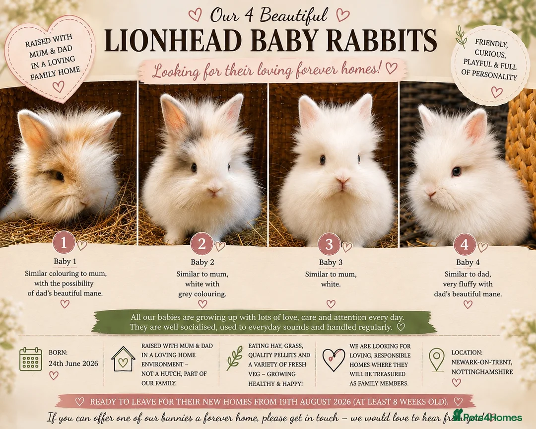 Lionhead rabbits for sale: Beautiful Lionhead Baby Rabbits❤️ in Newark - Advert 1