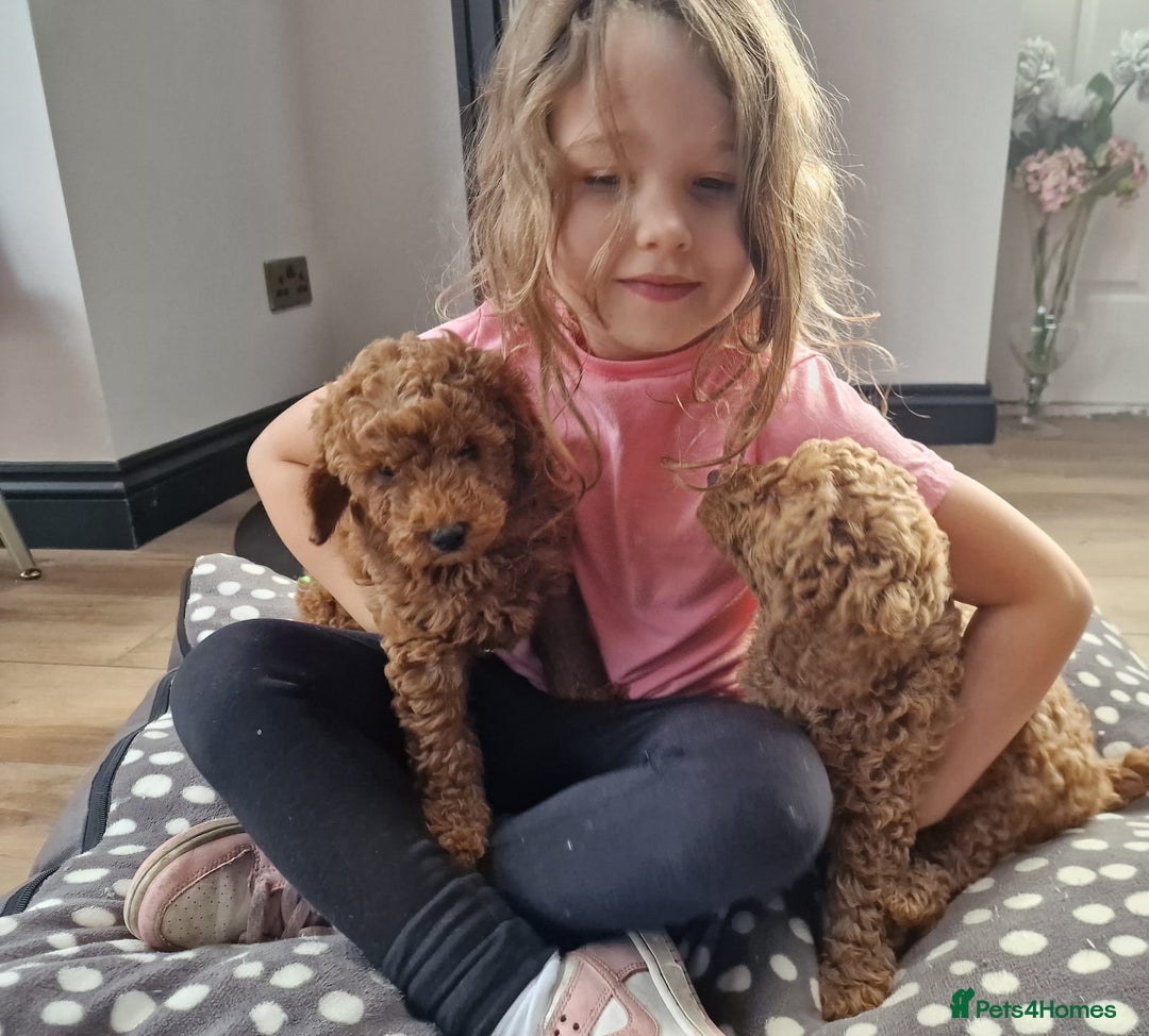 Miniature Poodle dogs for sale: READY NOW Red Minature Poodle Pups for sale. - Advert 3