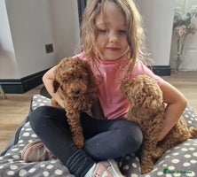 Miniature Poodle dogs - Advert 7