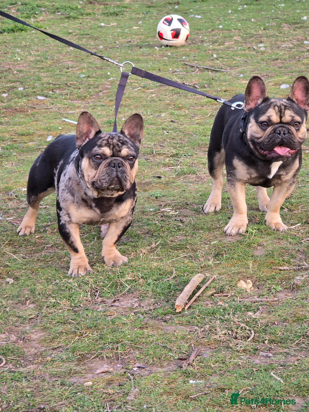 French Bulldog dogs for stud: French bulldog  - Advert 6