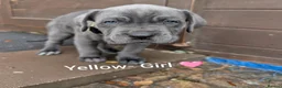 Cane Corso dogs for sale: Blue cane corso puppies  - Advert 3