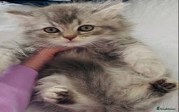 British Longhair cats for sale: British Longhair Kitten  - Image 3