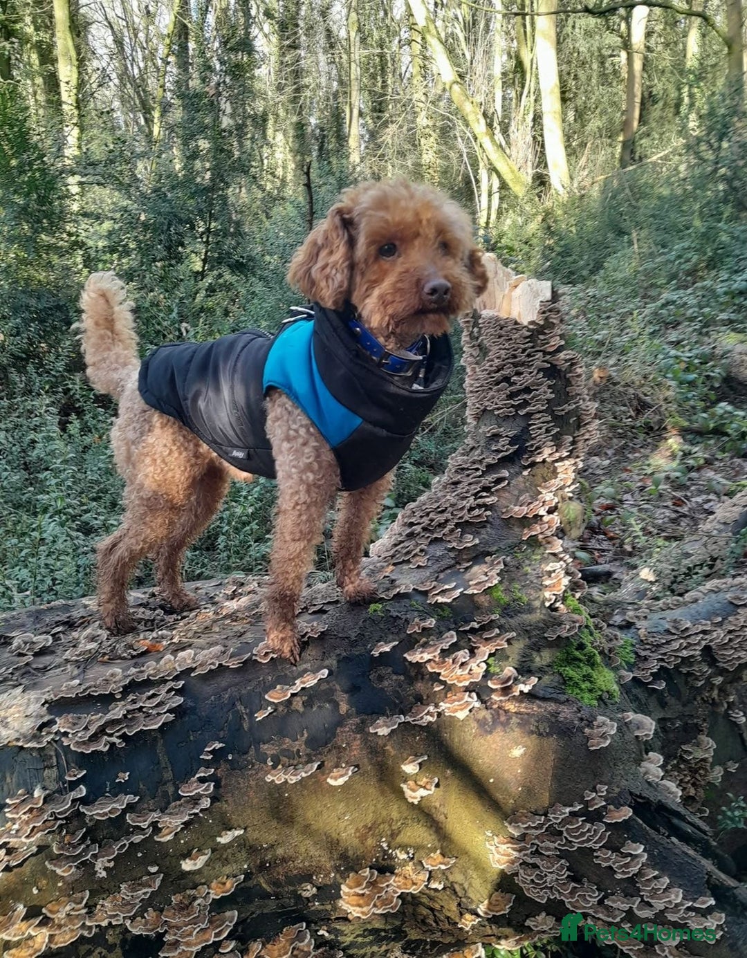 Cavapoo dogs for sale: Stunning F1 Cavapoos kc reg parents  - Image 23