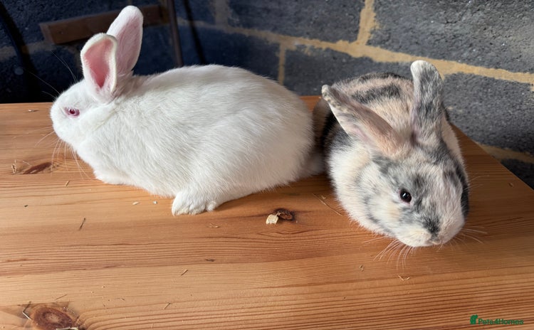 Mixed Breed rabbits - Advert 1
